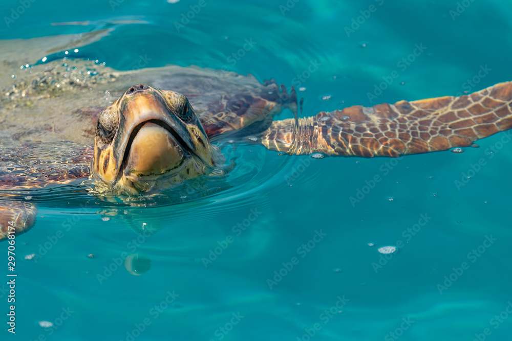 sea turtle peaking from water