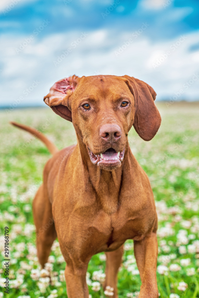 Magyar vizsla plays on the clover field. Photographed close-up. Magyar vizsla plays on the clover field. Photographed close-up.