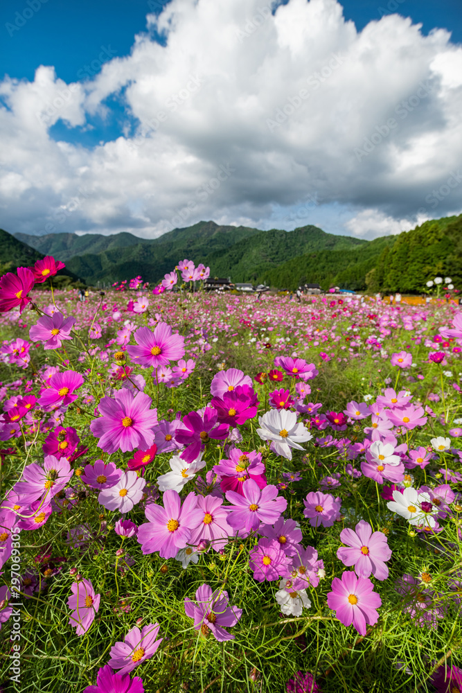 兵庫県　丹波市　清住コスモス園の秋の景色