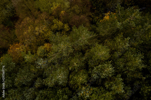 A top down view of a forest in Autumn