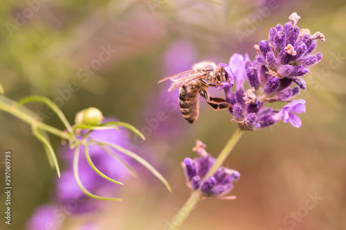 Pollination with bee and lavender during sunshine, sunny lavender
