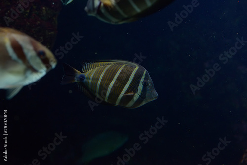 Paracanthurus hepatus, The blue surgeon fish is a reef fish belonging to the Acanthuridae family. It is the only member of the genus Paracanthurus.