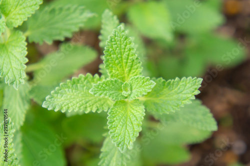 Wallpaper Mural キャットミント Torontodigital.ca