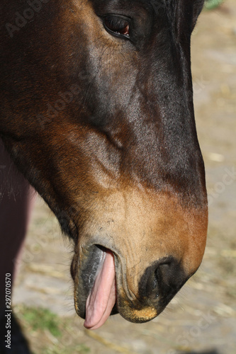 Pferd photo
