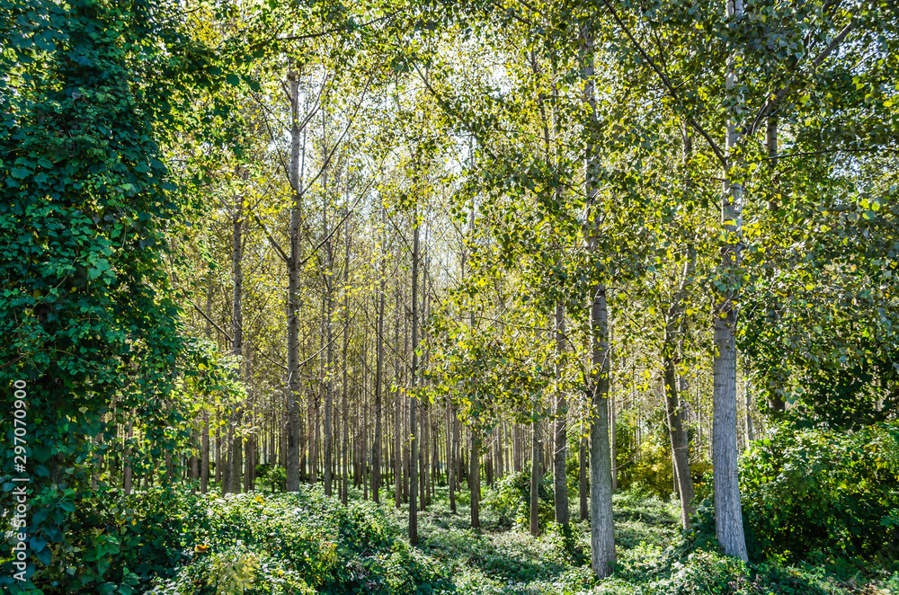 The trees and the canopy of young poplar trees on the bank of the Danube River