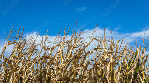 Corn field behind blue sky in the autumn season