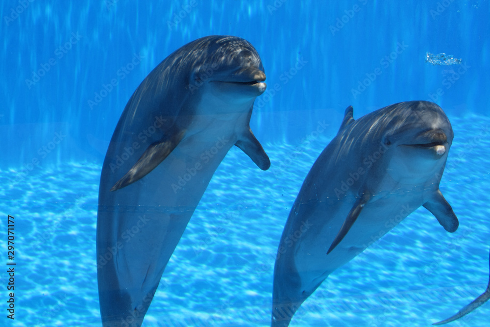 Obraz premium Delphin