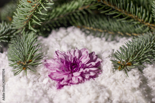 Beautiful flower on white snow. Winter 2020 and Christmas.