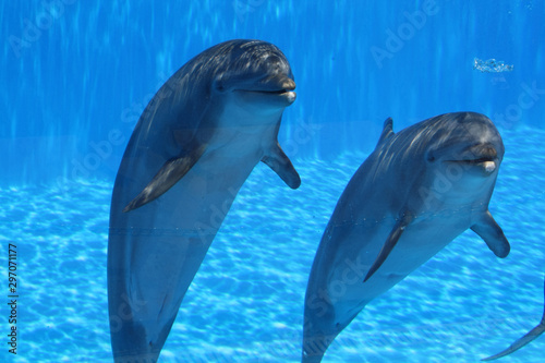 Delphin photo