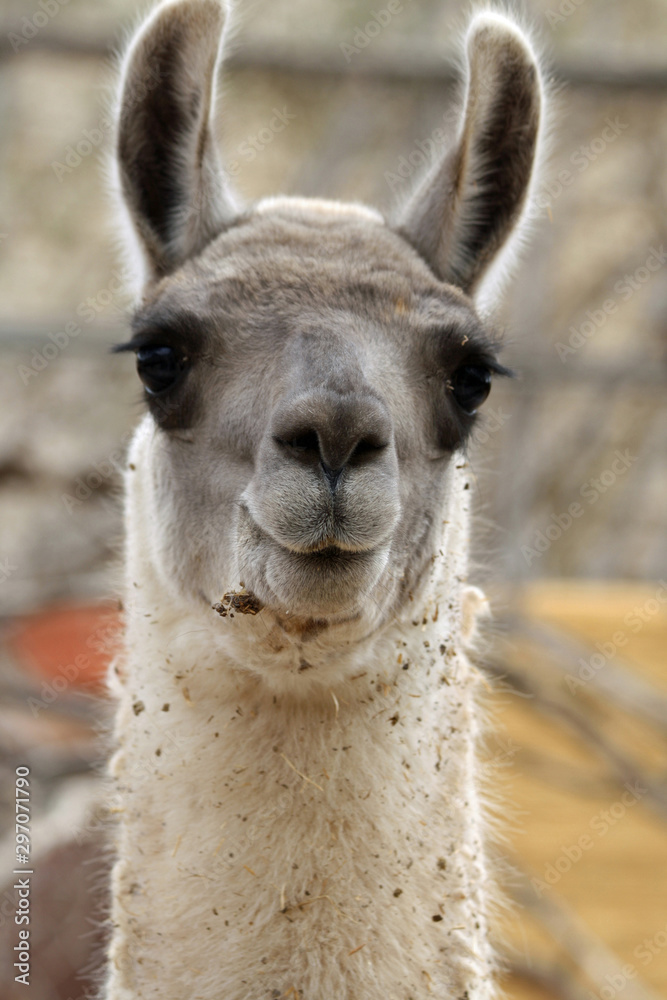 Obraz premium Lama