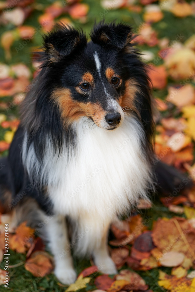 Autumn portrait of adorable young Sheltie Shetland Sheepdog sitting in colorful red and orange leaves.
