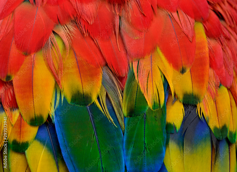 Fototapeta Close up sharp details of Scarlet macaw parrot bird feathers comprise of red, yellow, green and blue shade of bright and vivid colors