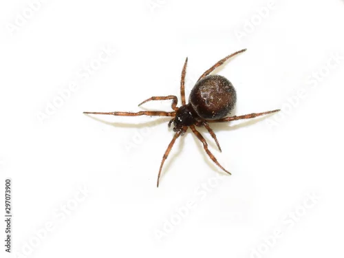 Fototapeta na wymiar Rabbit Hutch Spider Steatoda bipunctata brown spider isolated on white background