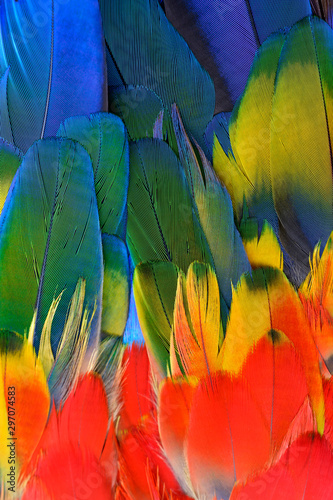 Multiple colrs of red yellow green and blue shade on Scarlet Macaw parrot feathers in beautiful background and texture, animal arts patterns
