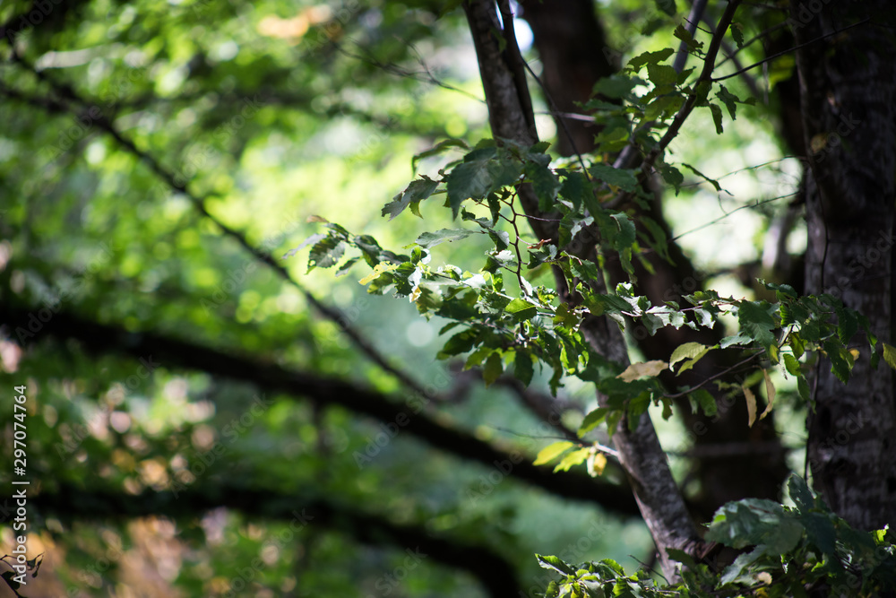 Obraz premium Leaves twigs green and yellow color beautiful background. Summer forest. Nature of Azerbaijan close up.