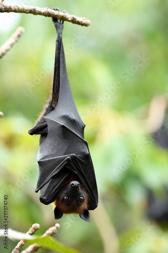 Obraz na plátně Scary bloody dracula eyes, hanging flying fox with red eye while day resting in