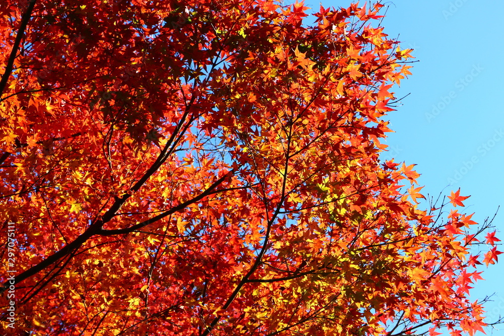 Fototapeta premium 紅葉