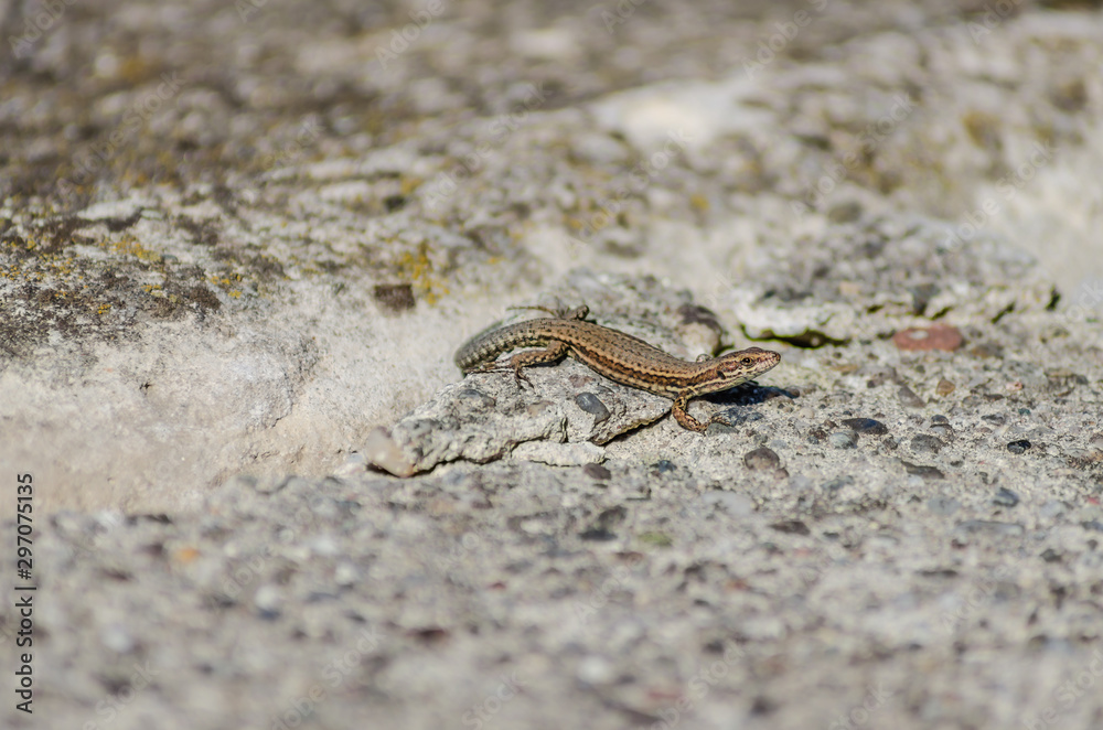 Small forest lizard in its natural environment Small forest lizard in its natural environment