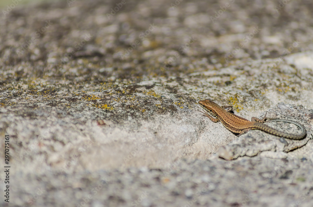 Small forest lizard in its natural environment Small forest lizard in its natural environment