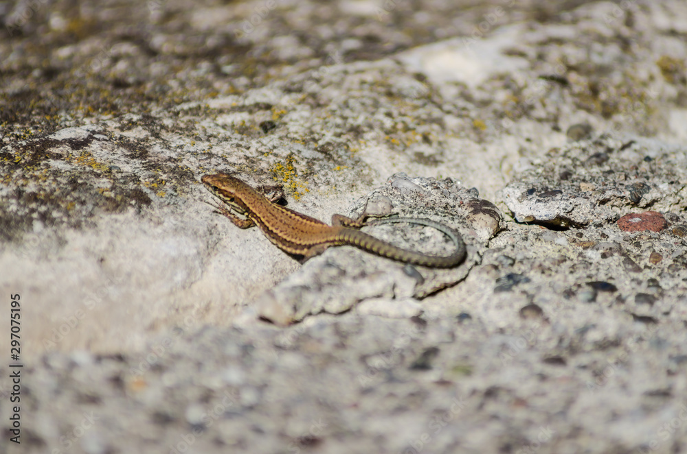 Small forest lizard in its natural environment Small forest lizard in its natural environment