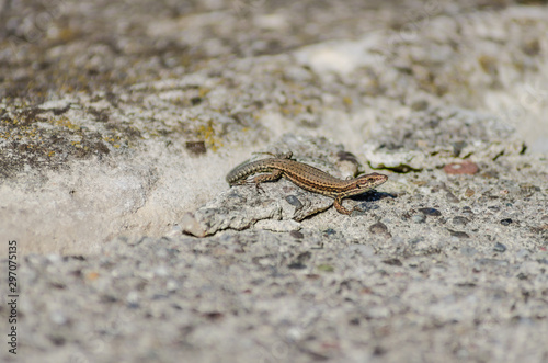 Small forest lizard in its natural environment