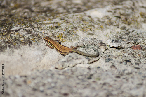 Small forest lizard in its natural environment