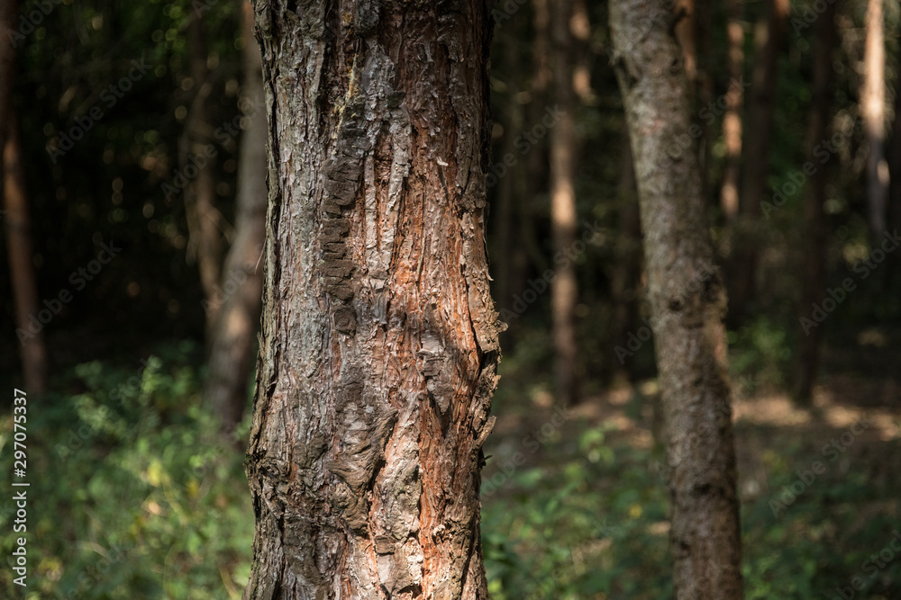 Bark of Pine Tree close up. Beautiful pine forest at summer time.