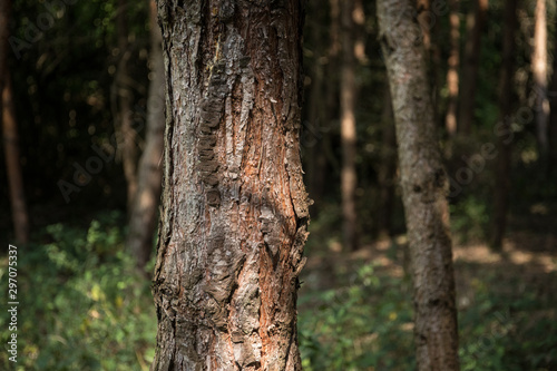 Fototapeta Naklejka Na Ścianę i Meble -  Bark of Pine Tree close up. Beautiful pine forest at summer time.