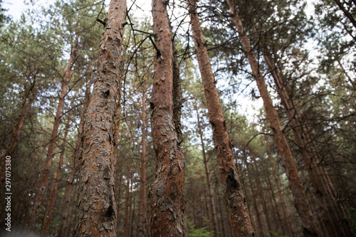 Bark of Pine Tree close up. Beautiful pine forest at summer time.