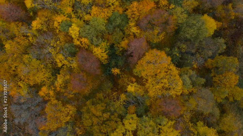 Autumn Colourful Forest From Above, Captured with Drone. Fall Orange, Green, Yellow, Red Leaves Trees Woods. Aerial View Flying Above Stunning Colorful Treetops with Turning Leaves on Sunny Day. Autumn Colourful Forest From Above, Captured with Drone. Fall Orange, Green, Yellow, Red Leaves Trees Woods. Aerial View Flying Above Stunning Colorful Treetops with Turning Leaves on Sunny Day.