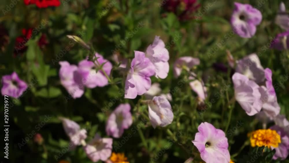 Beautiful flowers swaying in the wind. Natural background of flowers. Modern floristry. Beautiful flowers swaying in the wind. Natural background of flowers. Modern floristry.
