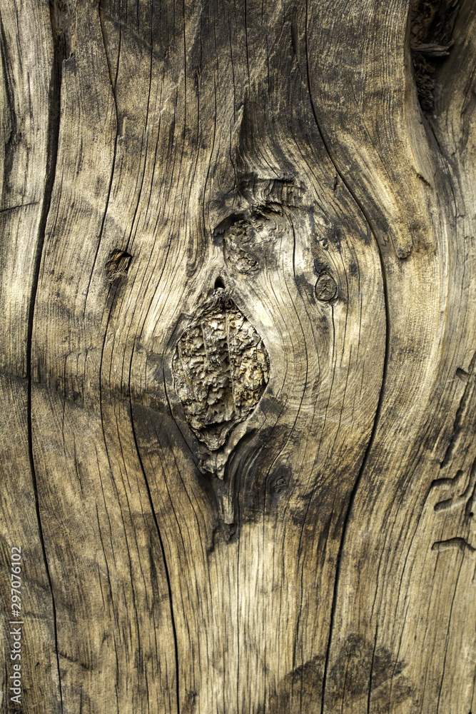 Fototapeta premium Tree trunk texture