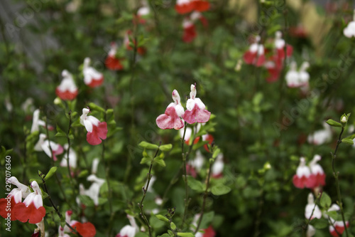 Wild flowers garden