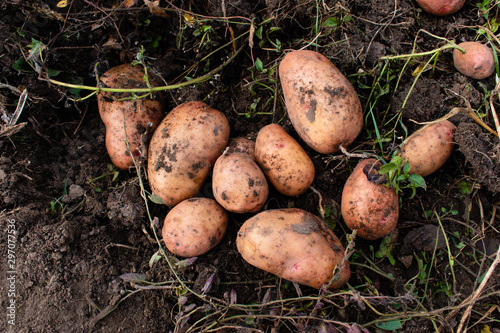 Harvesting large potatoes.
