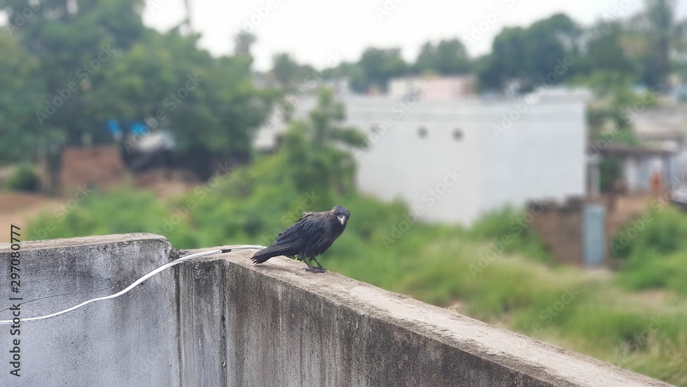 Obraz premium Black Carrion Crow (Corvus corone)