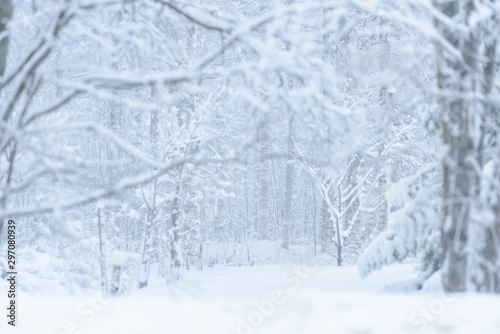 Foto The forest has covered with heavy snow and bad weather sky in winter season at Lapland, Finland