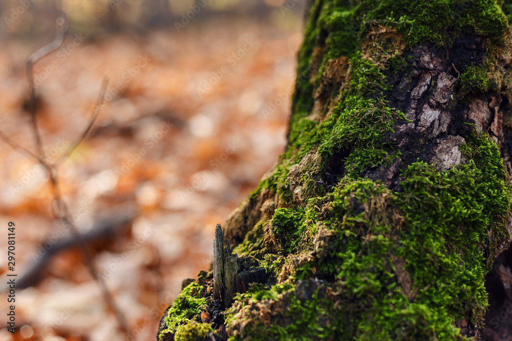 Beautiful autumn background with tree with moss on roots. Inspiration nature. Autumn concept. Nature background. Selective focus. Macro shot. The texture of the wood overgrown with moss Beautiful autumn background with tree with moss on roots. Inspiration nature. Autumn concept. Nature background. Selective focus. Macro shot. The texture of the wood overgrown with moss