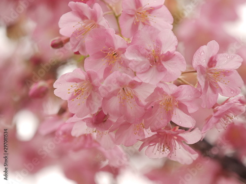 雨滴を纏った早咲き桜 © ZuZu