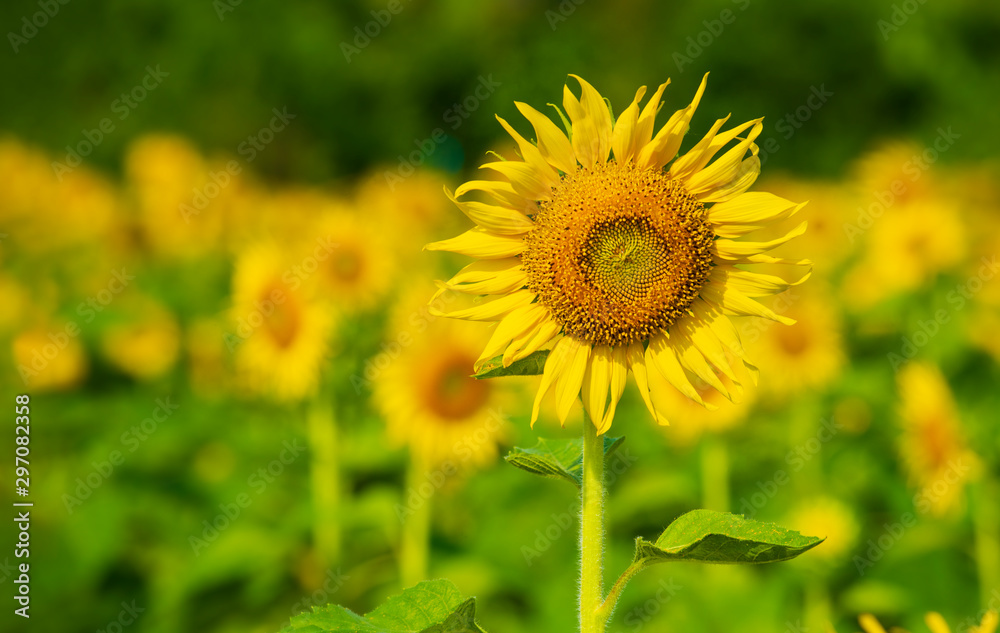Beautiful landscape with sunflower field over cloudy blue sky. Sun flower against a blue sky Beautiful landscape with sunflower field over cloudy blue sky. Sun flower against a blue sky