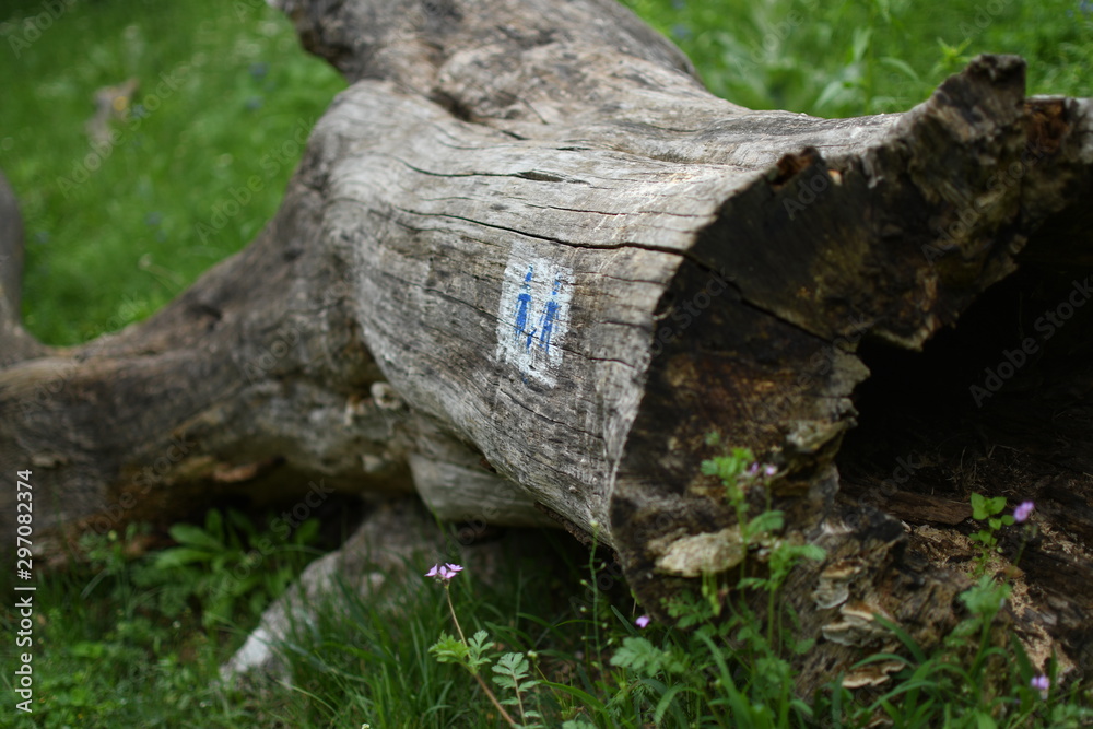 stump in the forest