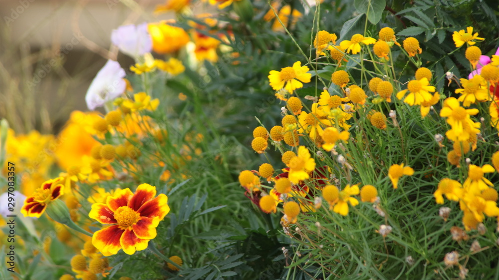 Fototapeta premium 秋の花々