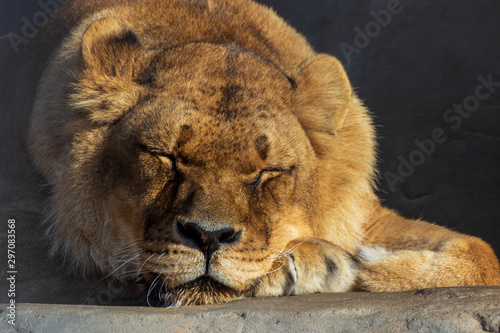 Fototapeta Naklejka Na Ścianę i Meble -  The lion sleeps and warms up in the sun. The concept of tranquility, appeasement and relaxation. 