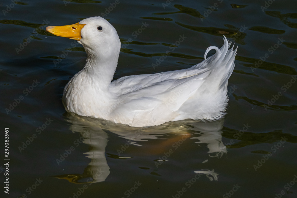 Heavy white American Pekin Ducks