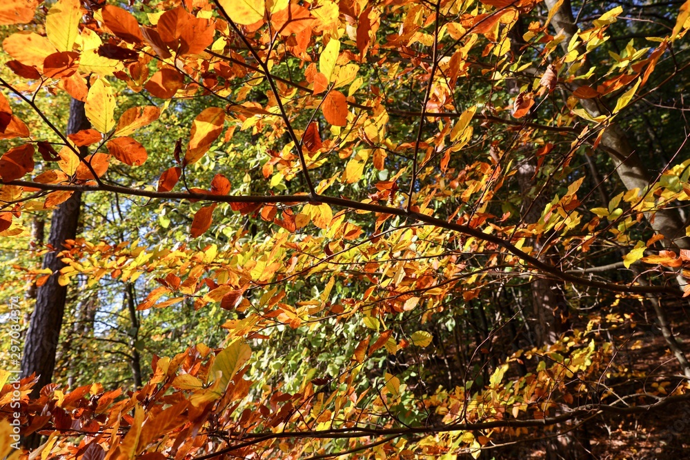 European Beech tree with colourful leaves in autumn European Beech tree with colourful leaves in autumn