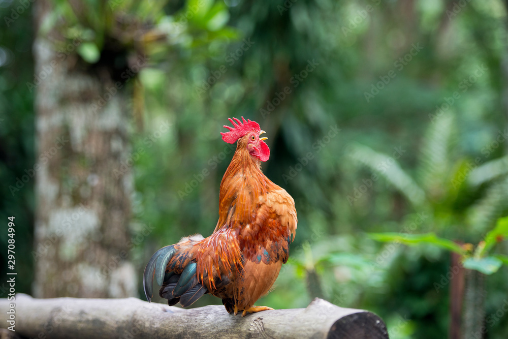Fototapeta premium Beautiful chicken in the north of Thailand