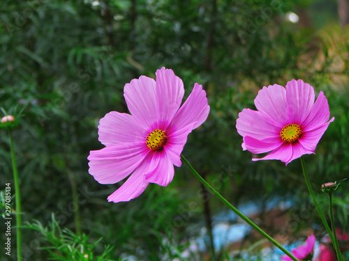 Beautiful pink daisies in green background