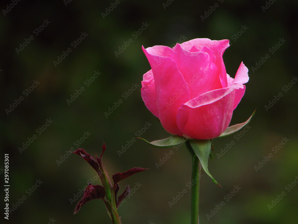 Beautiful half bloom pink rose in green background