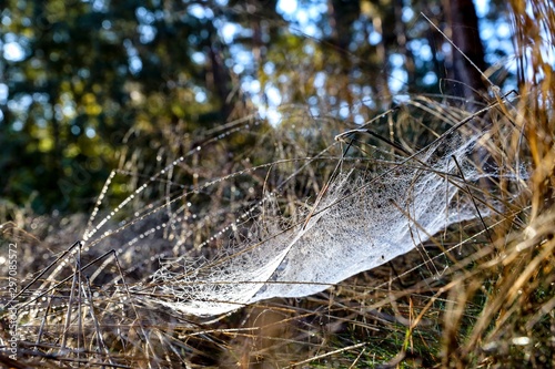 Spider web in the grass covered by condensation water