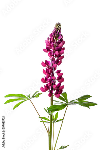 pink lupine isolated on a white background