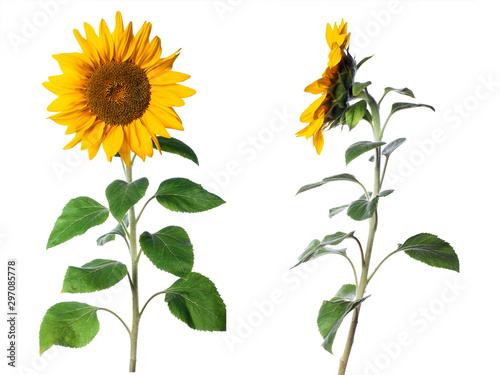 two sunflower isolated on a white background